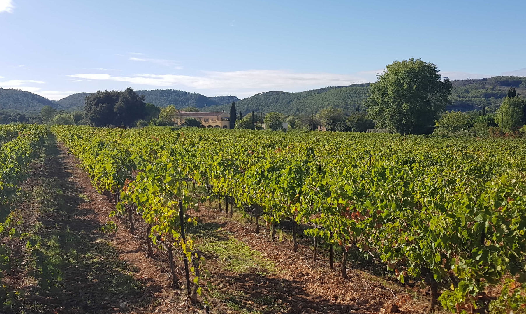 Large vineyard estate in Côtes de Provence