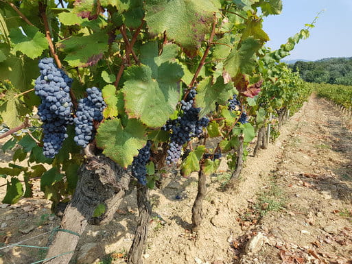 Grenache