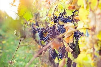 Cinsault Cinsault