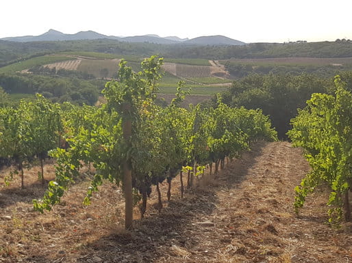 Syrah Syrah