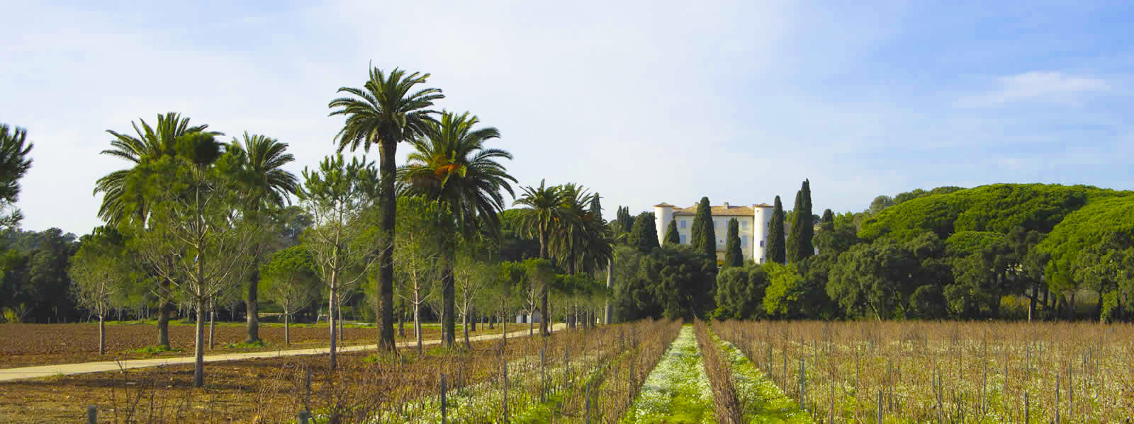 Provence Vignobles.jpg