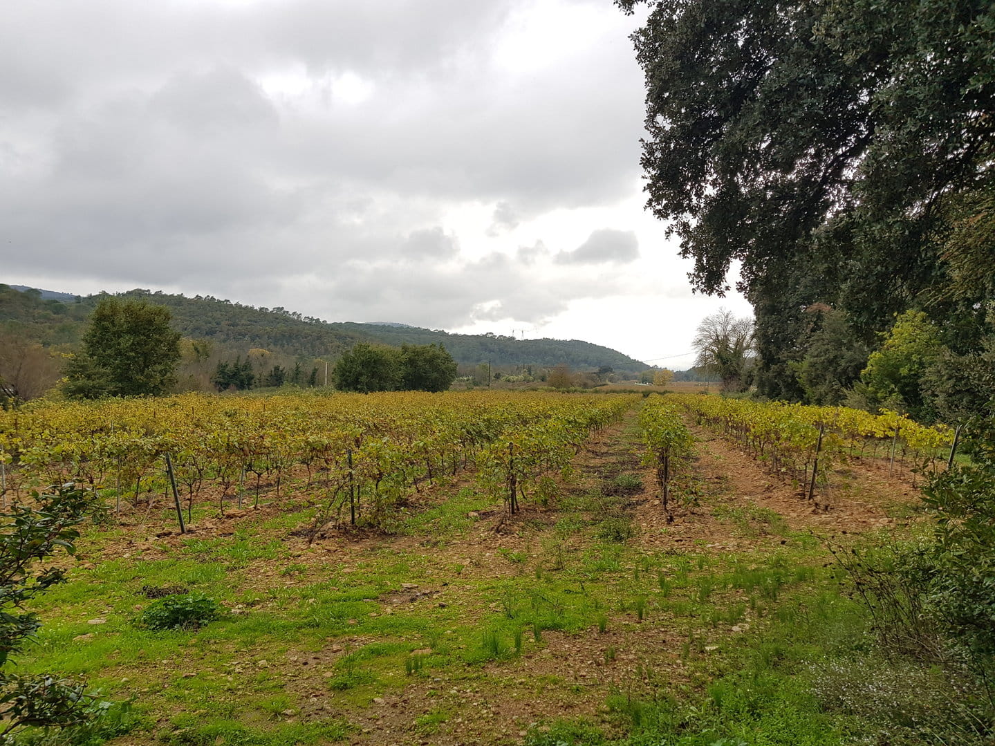 VAR - A wine estate to renovate