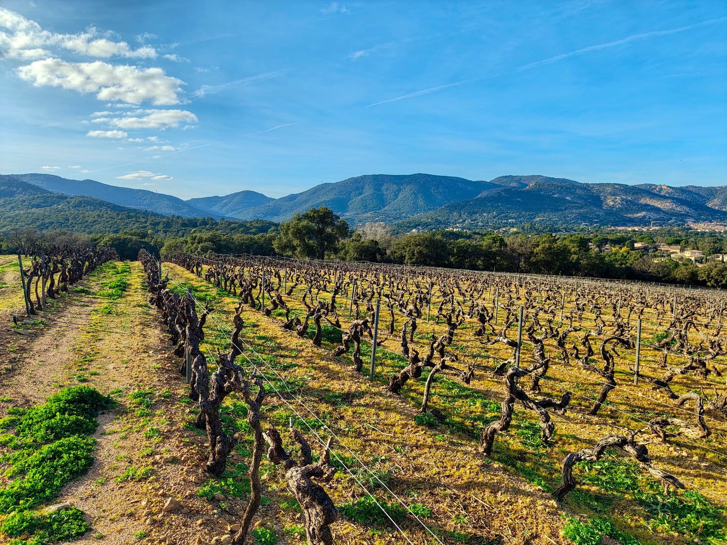 A high-quality, single-block vineyard estate.