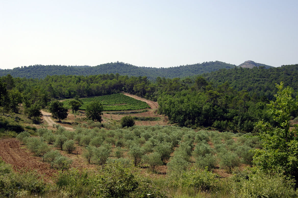 Domaine viticole et oléicole