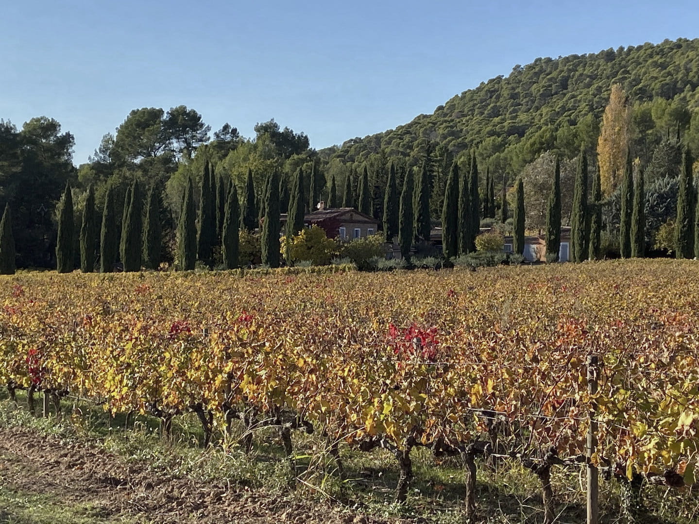 Qualitative Wine Estate