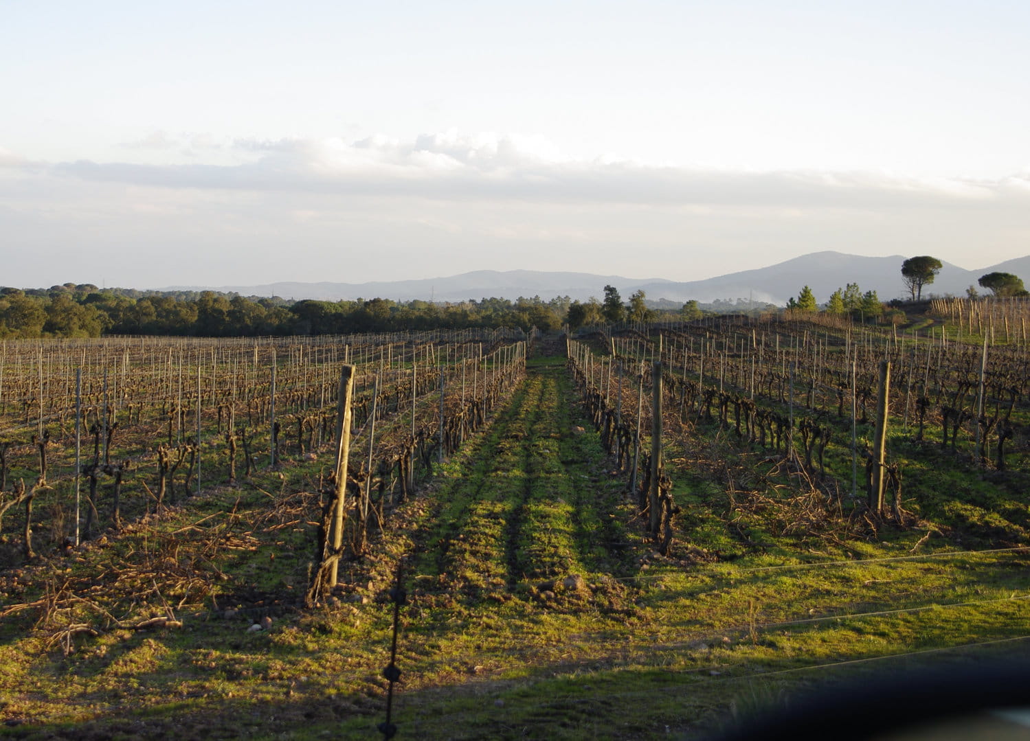 Exclusivité - Un grand domaine de l'appellation