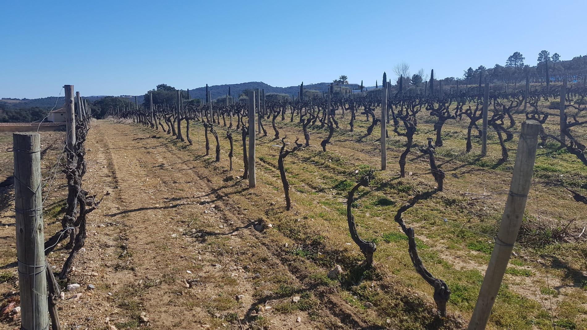 Vineyard estate for sale in Saint-Tropez