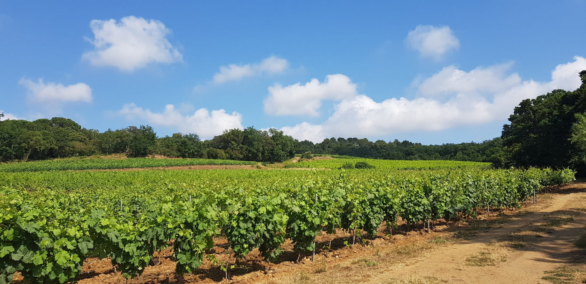 Vineyard estate for sale Luberon