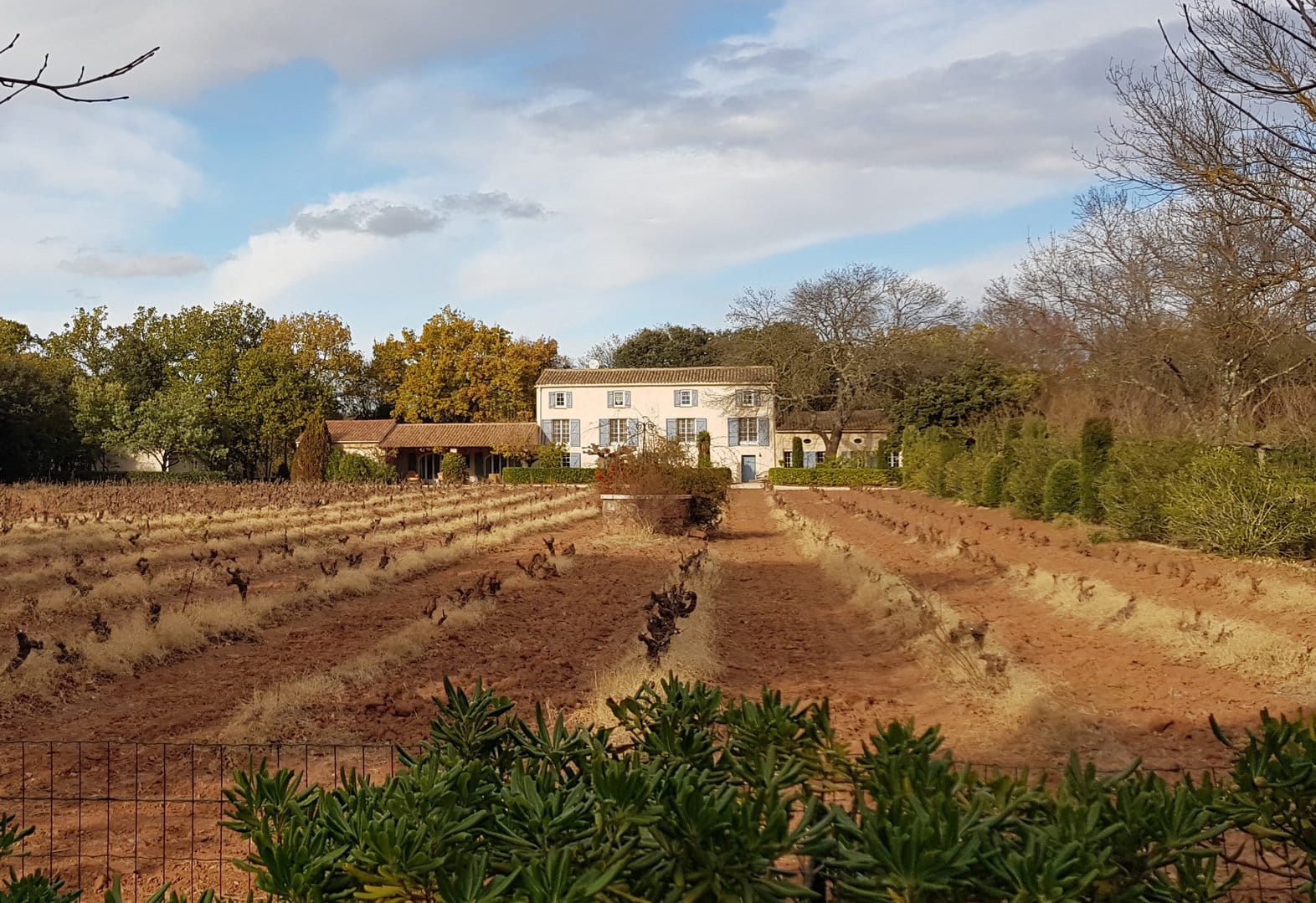 Hobby vineyard and a charming house