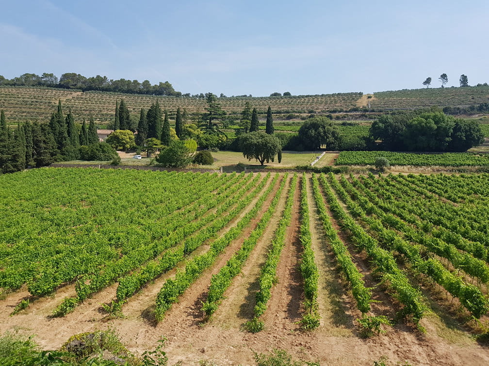 Grand domaine en Côtes de Provence