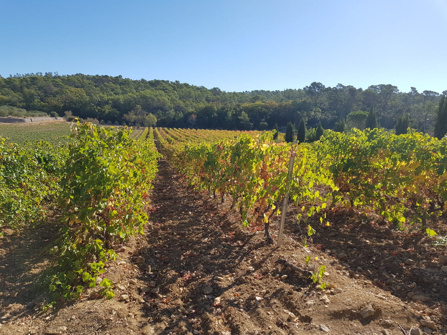 Vienyard estate in the appellation Côtes de Provence
