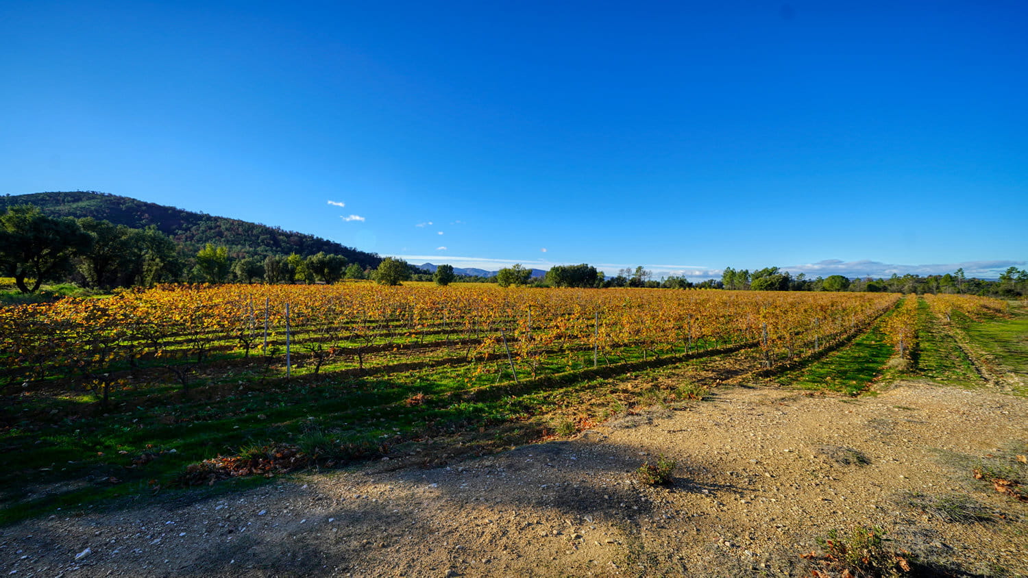A small vineyard estate