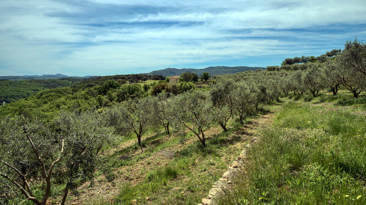 Une bastide avec une oliveraie