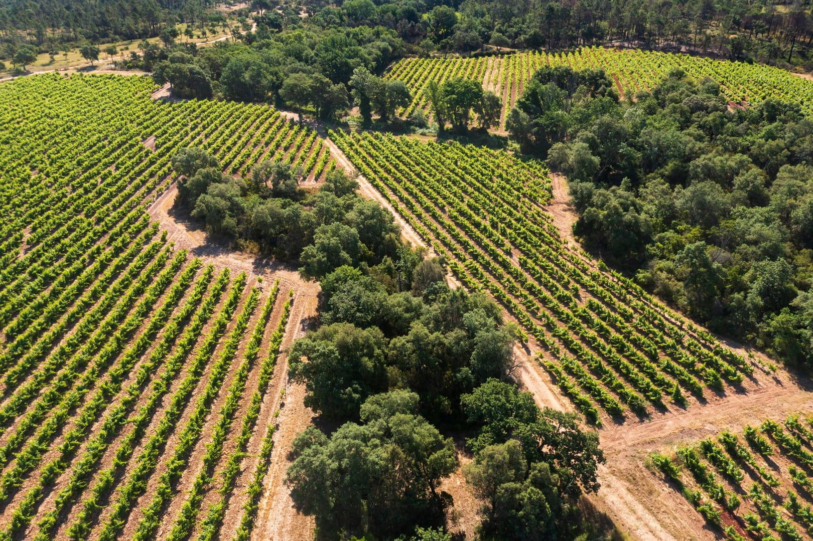 Inland Saint-Tropez, a wine estate in Côtes de Provence