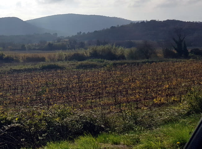 Vignoble_Provence Vignoble_Provence