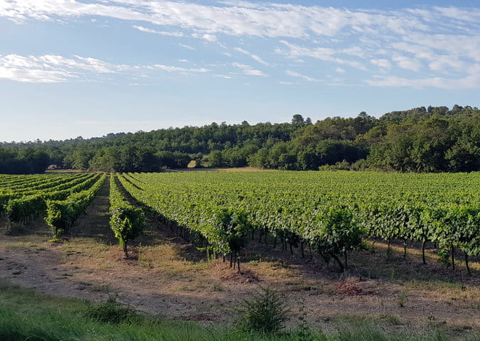 Vigne Cotes de Provence